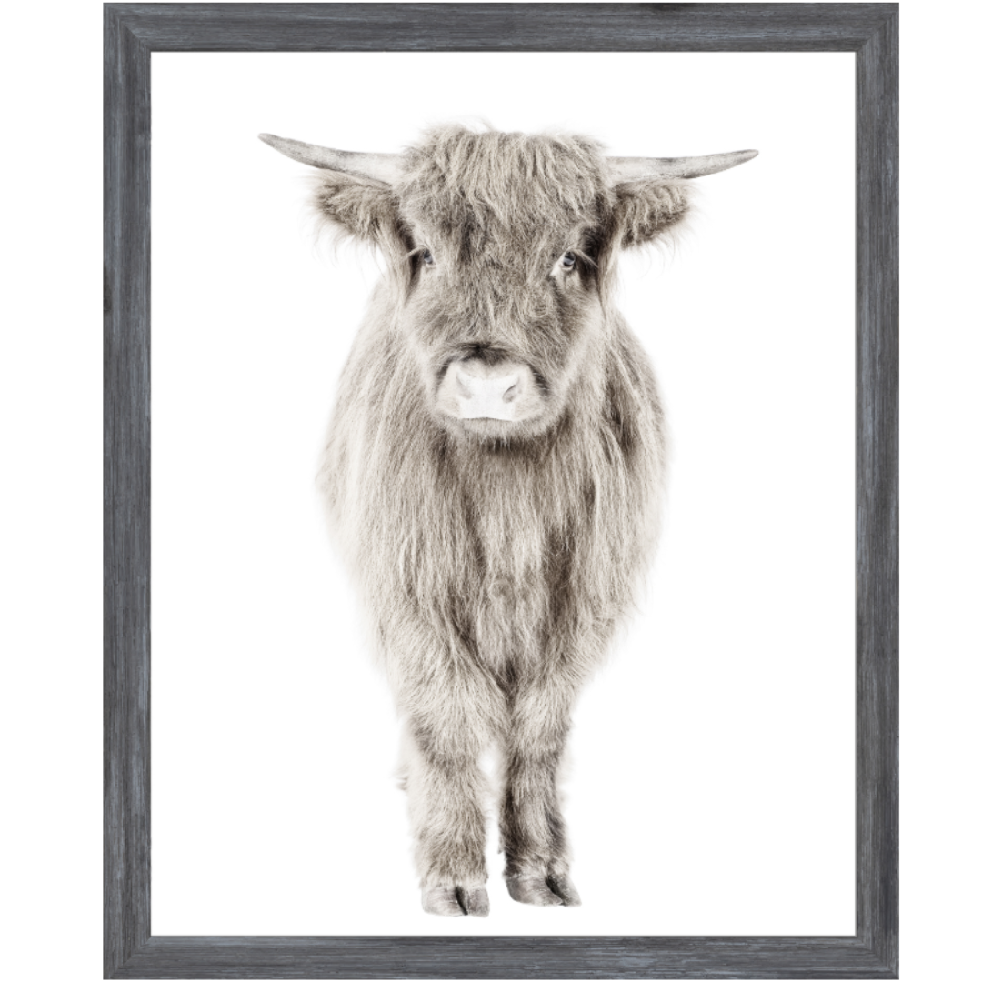 Highland Calf | Giclee Art Print