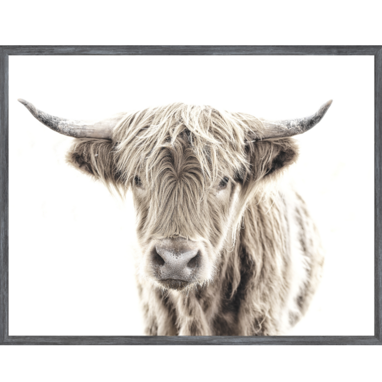 Highland Cow | Giclee Art Print