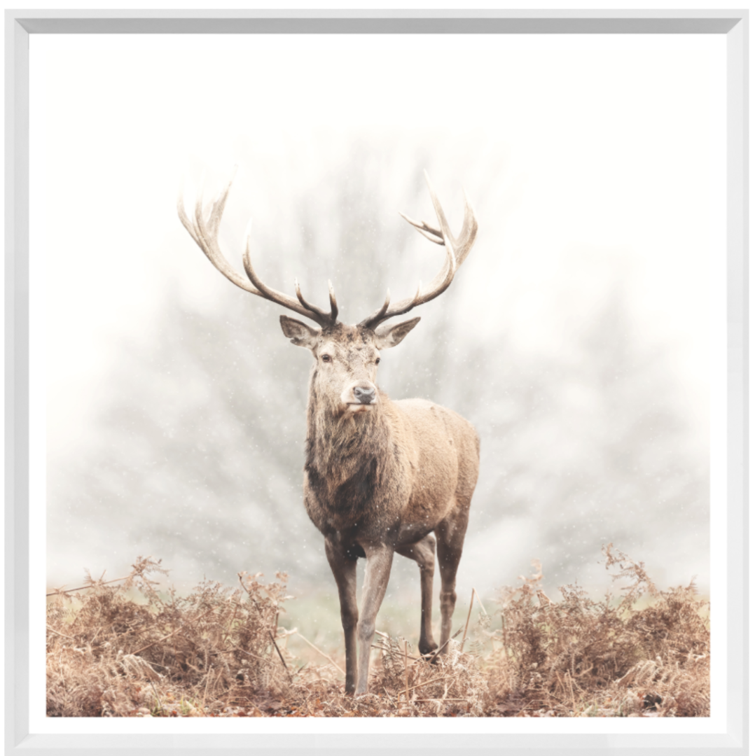 Red Deer Stag | Giclee Art Print