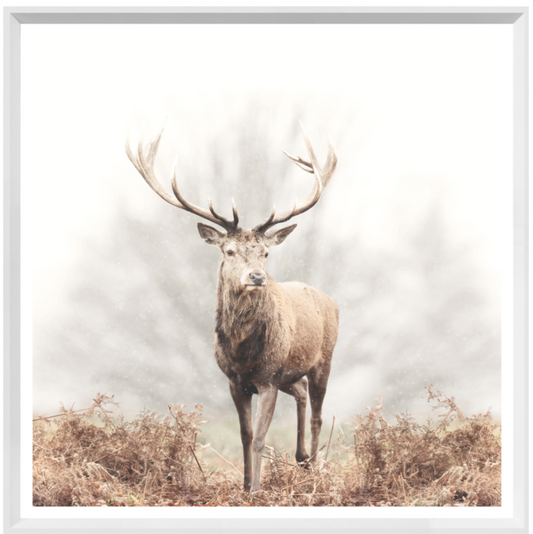 Red Deer Stag | Giclee Art Print