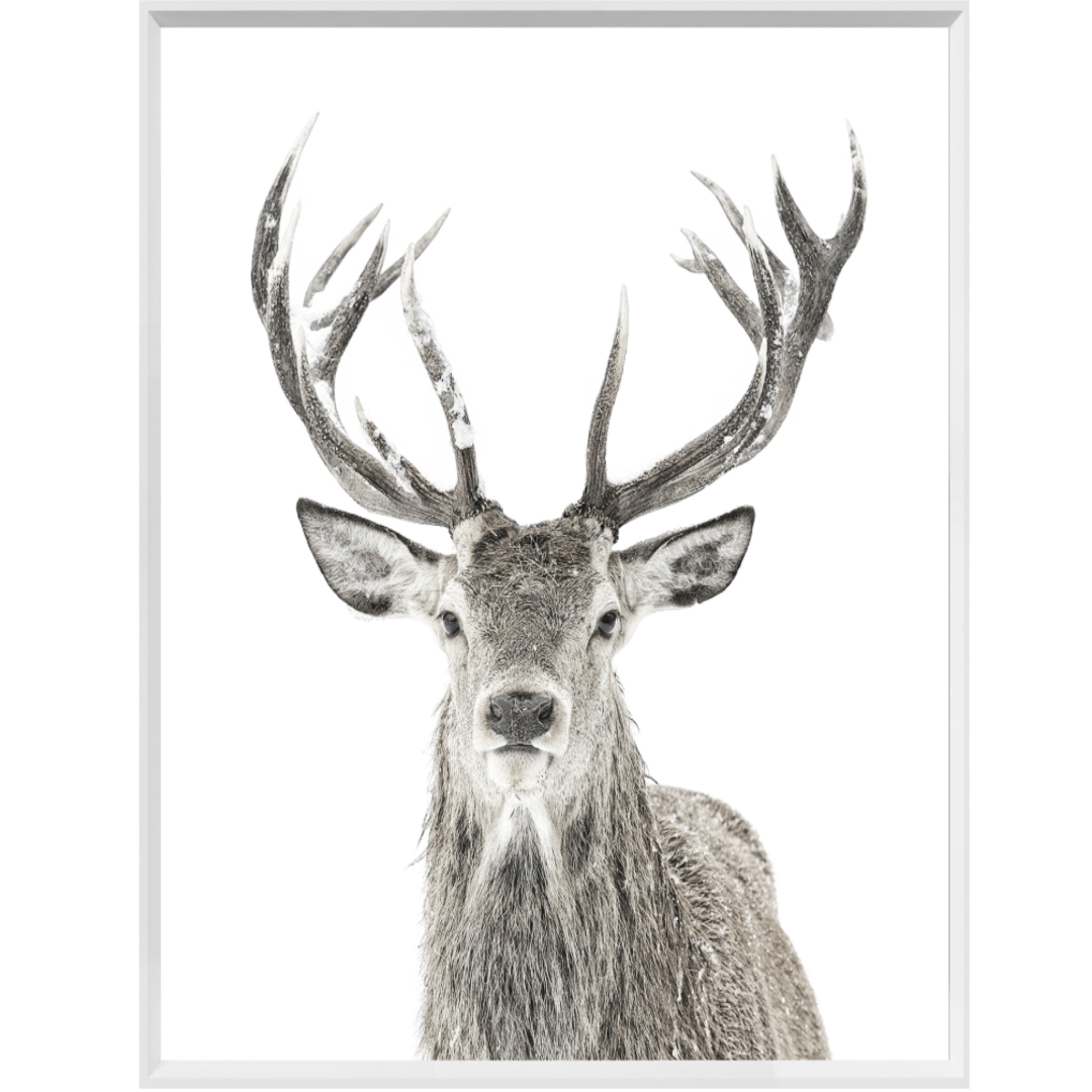 Stag | Giclee Art Print