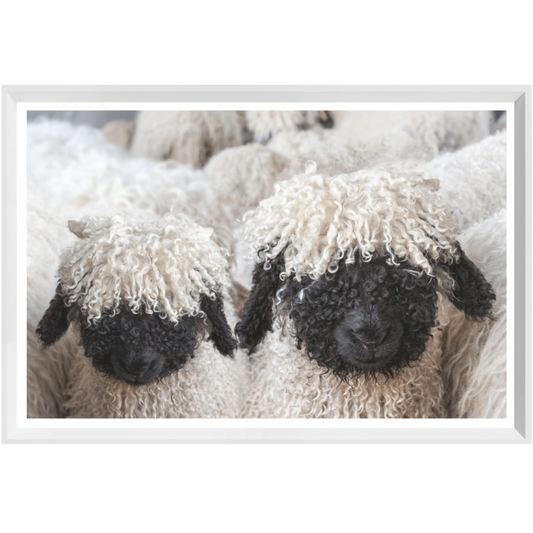 Valais Blacknose Sheep | Giclee Art Print
