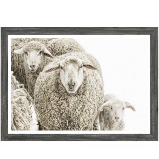 Wooly Sheep | Giclee Art Print