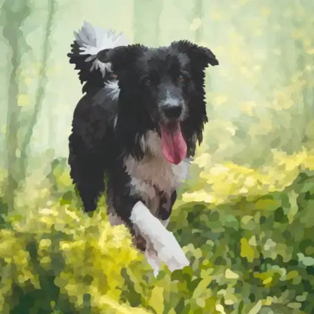 Periodic Society | Border Collie | Greeting Card