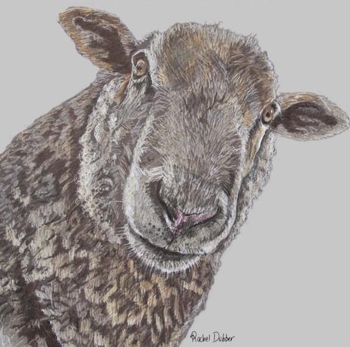 Rachel Dubber | Sheep Greeting Card